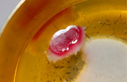 Fragment of Christ's Heart Fragments of the Heart of Jesus were found in a Communion Host in Poland from Mass on Christmas Day.